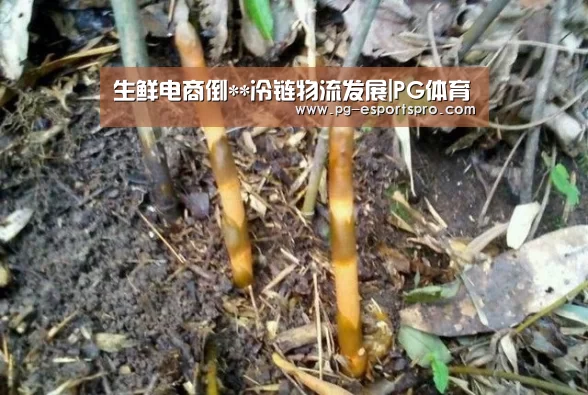 PG足球